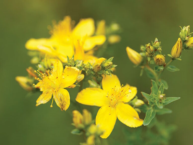 hypericum perforatum st johns worth mäkikuisma