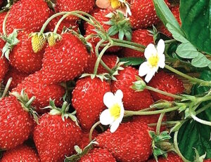 Baron Solemacher alpine strawberry ahomansikka