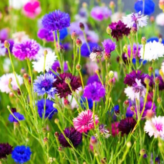 polka dot centaurea mix